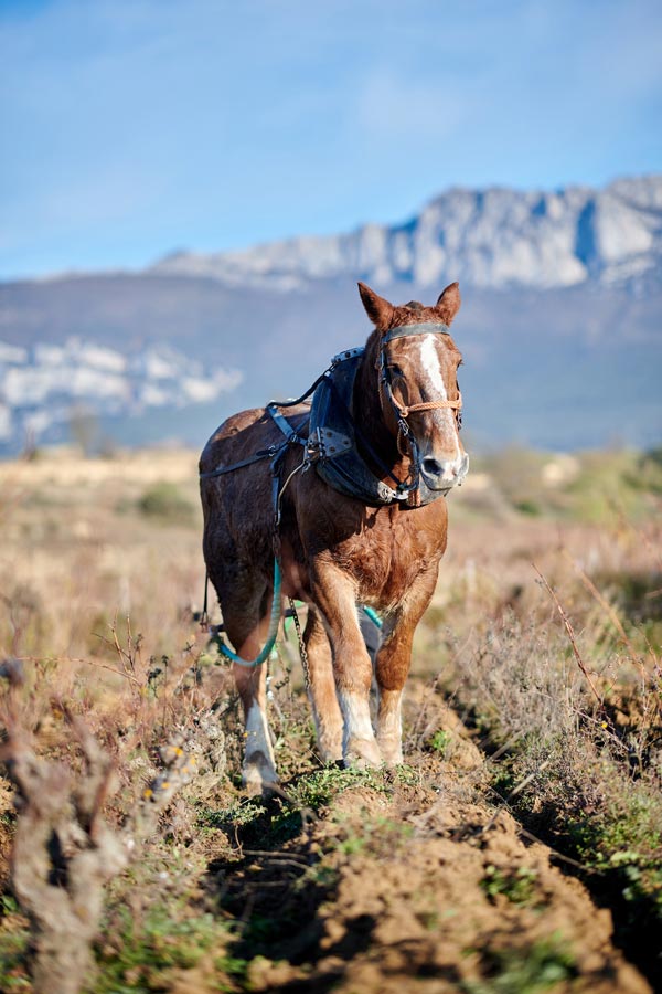 caballo-vinedo Cabello en viña